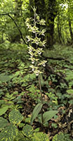 Epipactis purpurata